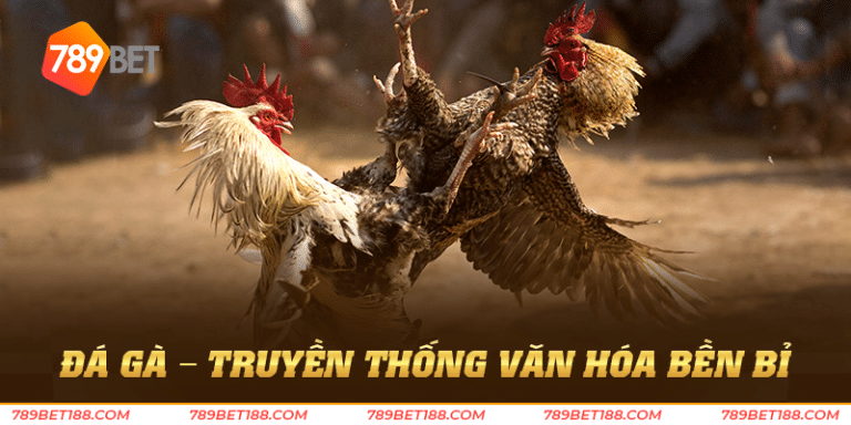 Đá gà – Truyền thống văn hóa bền bỉ