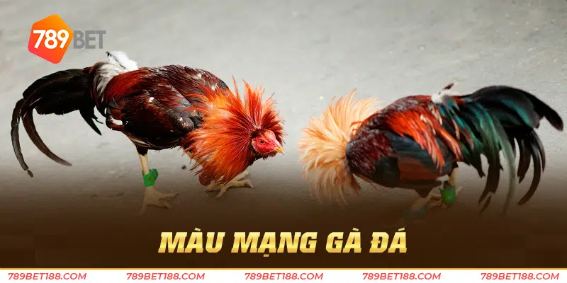 màu mạng gà đá